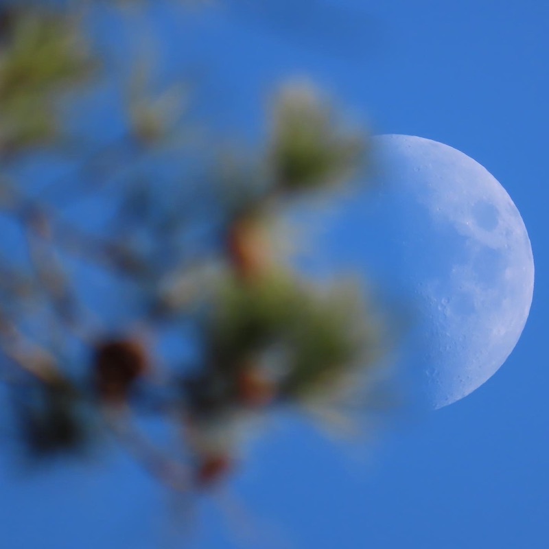 A giant quarter moon in a blue sky floats behind out of focus leafy green branches.