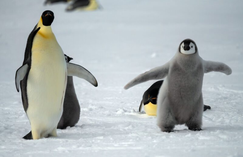 Emperor penguins: An adult on the left, and a chick at the right. The adult looks black and white and has a yellowish neck. The chick has grey fur and a black and white face.