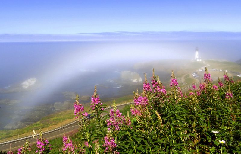 Fuzzy white arc over a shoreline, as seen from a hill, with pink flowers in the foreground and a distant lighthouse.