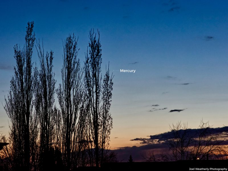 Sunset with tall, narrow, bare trees to left and label of Mercury on small dot in blue twilight sky.