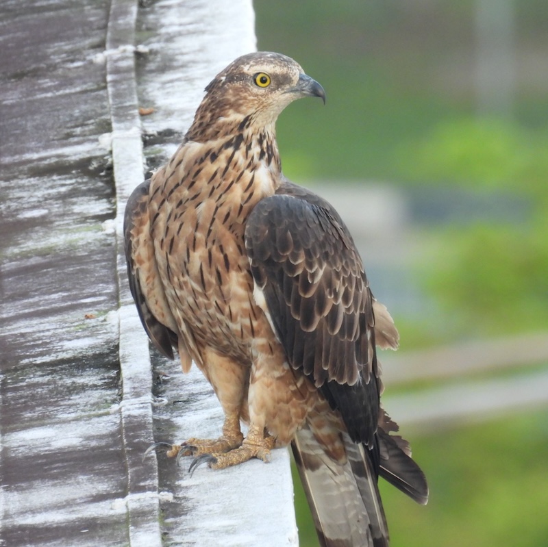 Oriental Honey-Buzzard perched on some sort of ledge.