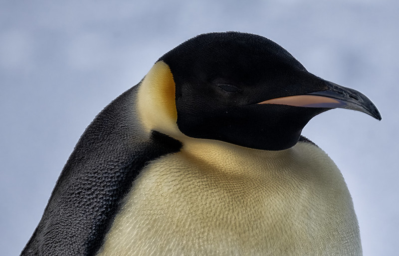 Close up of a yellow and black penguin. It has short fur, and its eyes are almost closed. Its beak is black and orange.