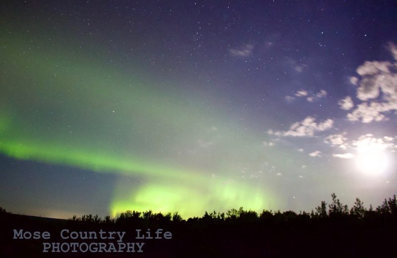 Green curtains of light with faint vertical filaments against starry blue sky.