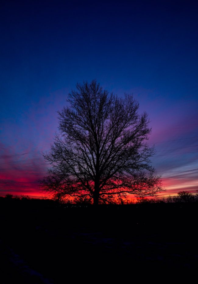 Year's shortest season: Low red horizontal streaks below deep blue sky, behind a bare tree.