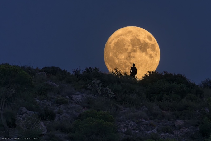 August full moon: Bright full supermoon on a bush-covered hill on the horizon with a silhouette of a man in front of it.