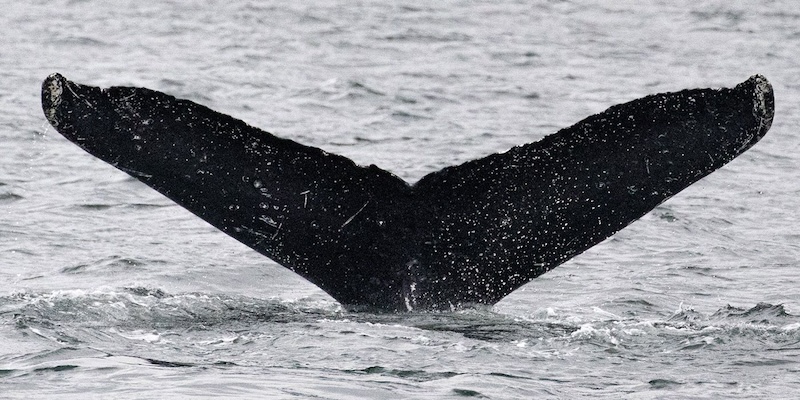 Humpback whales: Black v-shaped tail of a whale sticking out of the water in an ocean.