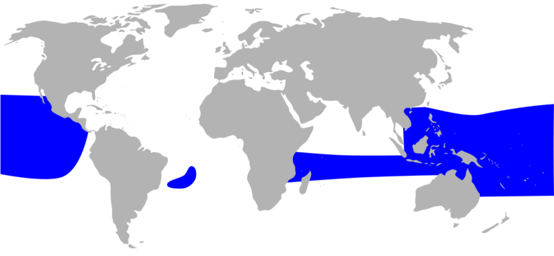 Map of world, with wide blue band around tropical regions, wider in Pacific.