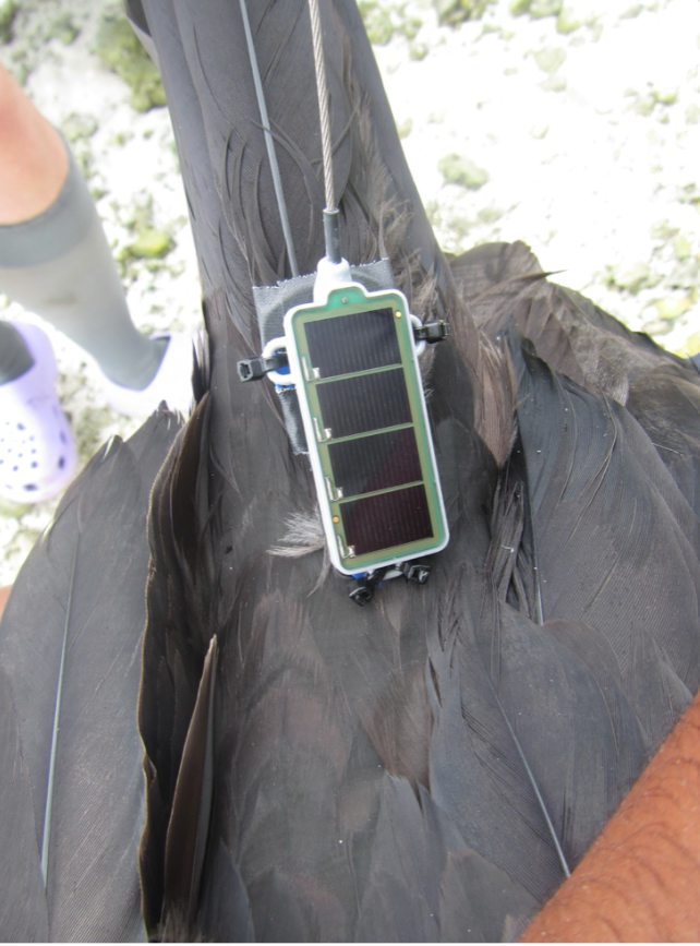 Closeup of a dark bird's tail with small rectangular device attached.